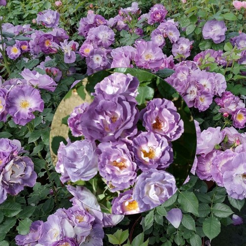 Rosa 'Blue for You' - Roos 'Blue for You' C3/3L